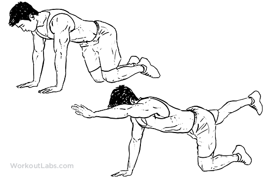 bird exercise management of low back injuries introduction to sports medicine bird exercise management of low back injuries introduction to sports medicine