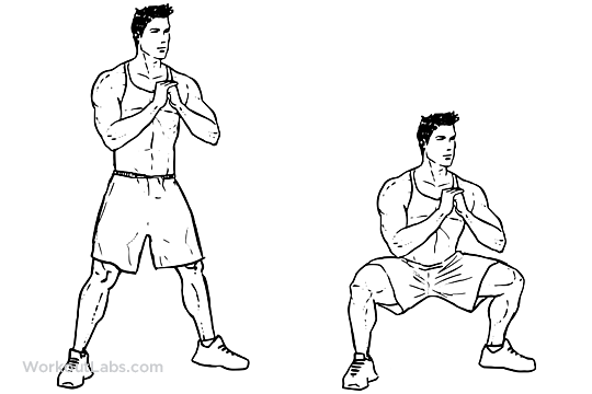 Body Weight Sumo / Wide Stance Squats | WorkoutLabs diagram of flexors 