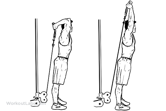 Cable Rope Overhead Triceps Extensions | WorkoutLabs