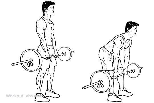 Romanian Deadlift | Illustrated Exercise guide - WorkoutLabs