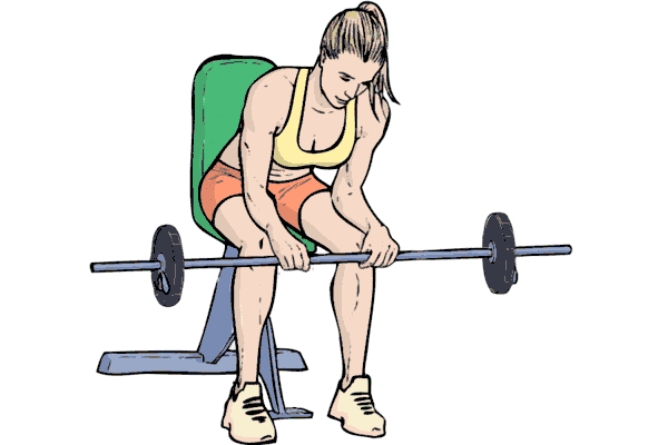 Seated Palm-Down Wrist Curls / Forearm Curls · Exercise Guide | WorkoutLabs