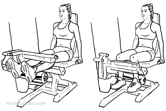 Seated Leg Curls WorkoutLabs Seated Leg Curls WorkoutLabs
